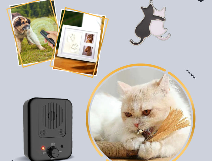 <h2>Pet Care Accessories</h2>